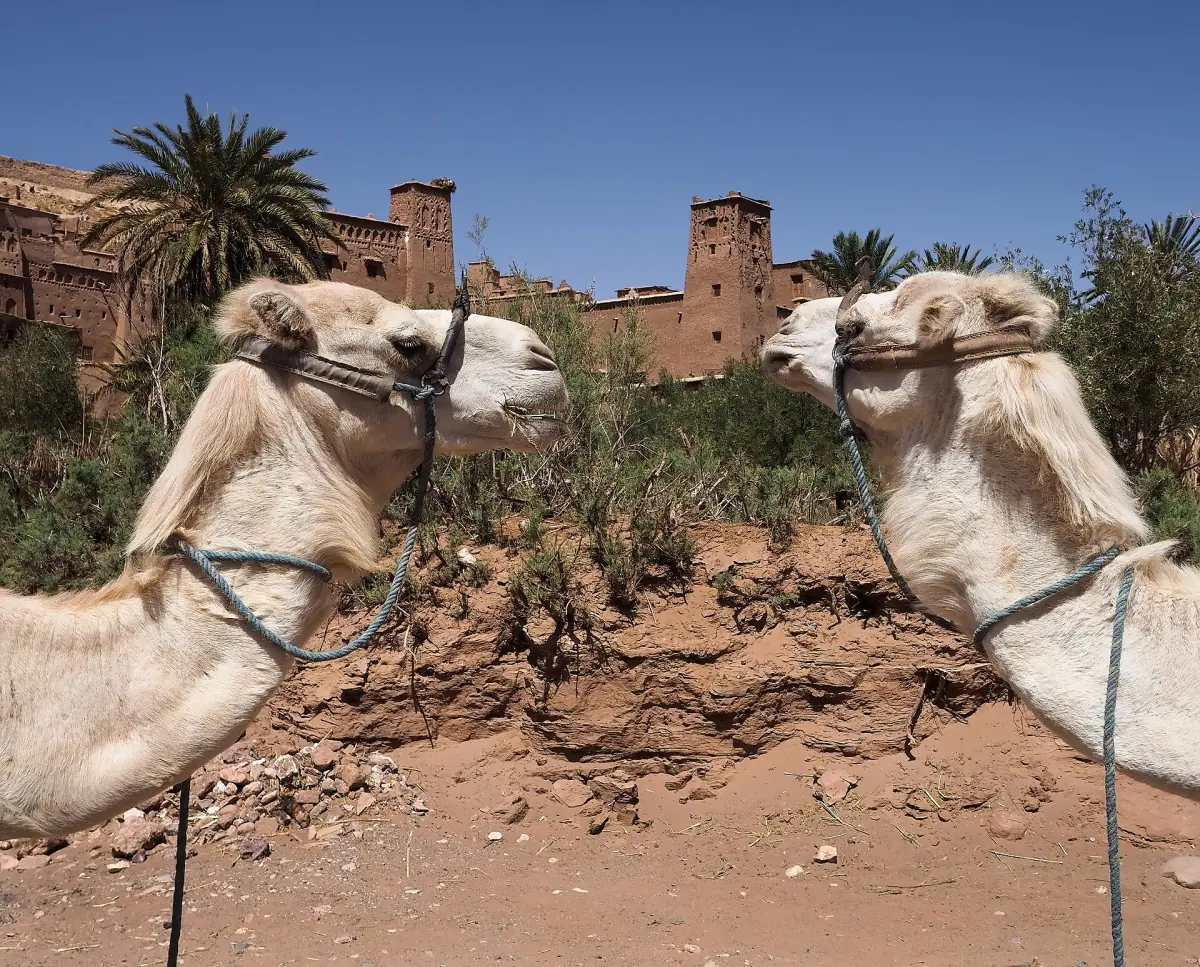 Zwei Kamele vor Aït Benhaddou