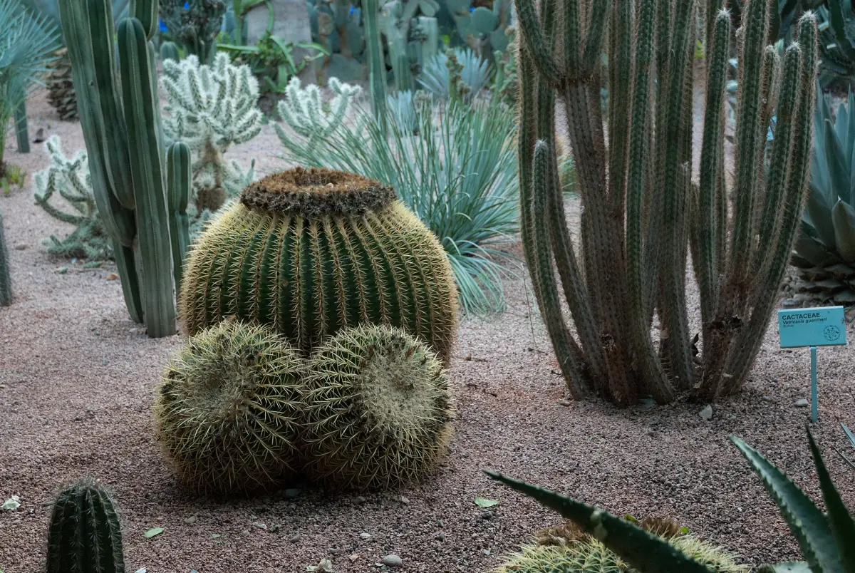 The cactus garden in Jardin Majorelle