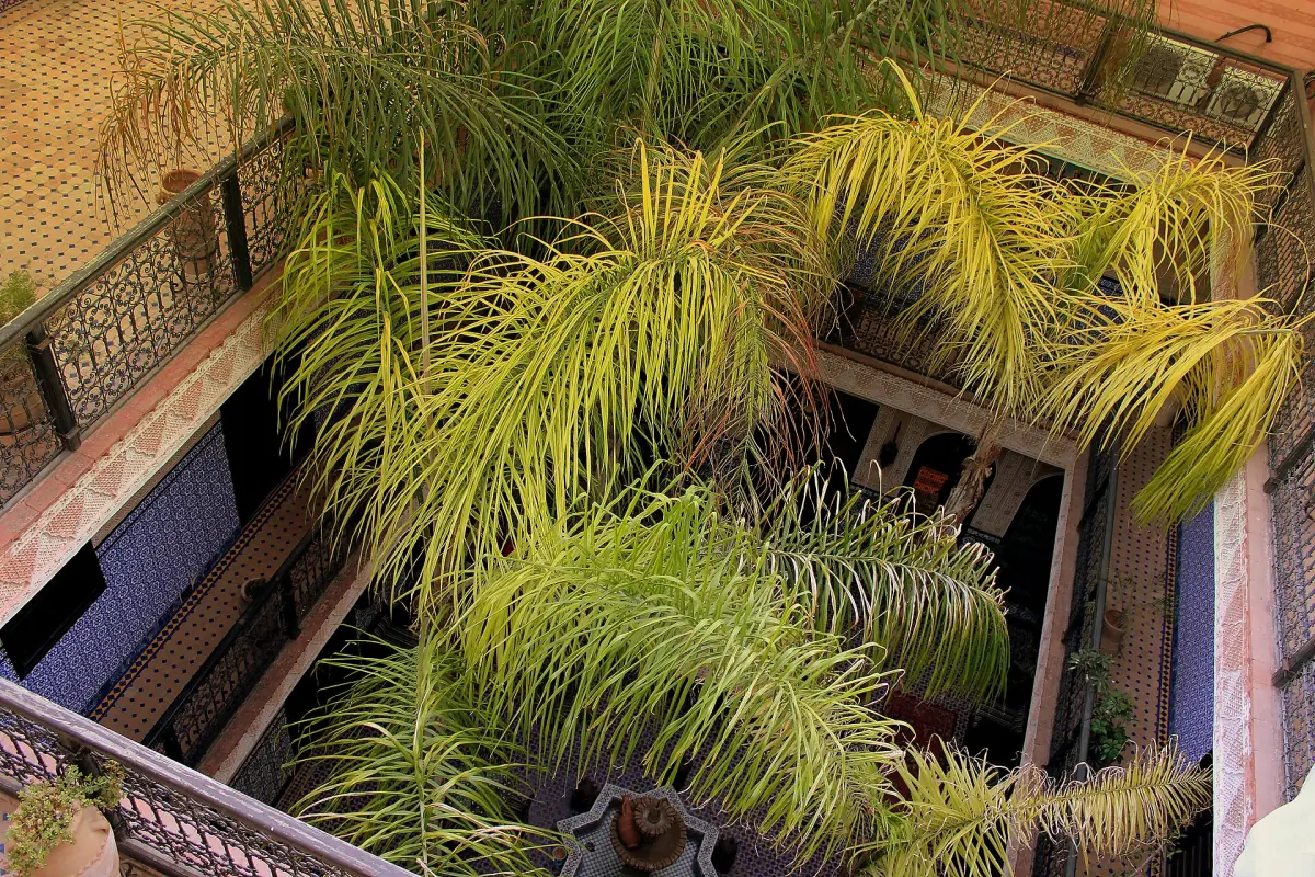 Palmen im Innenhof eines Riads in Marrakesch